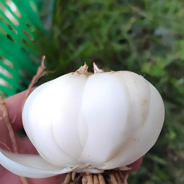 兰州百合