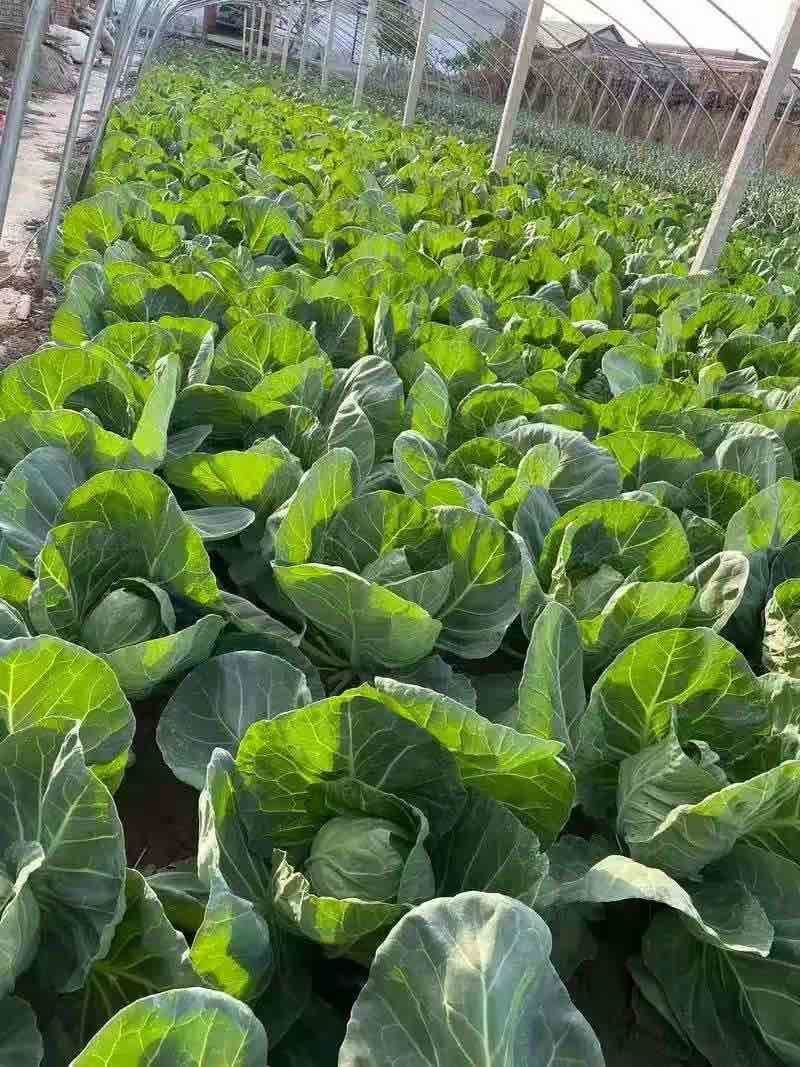 漂亮的甘蓝包菜，个头大，欢迎老板订购