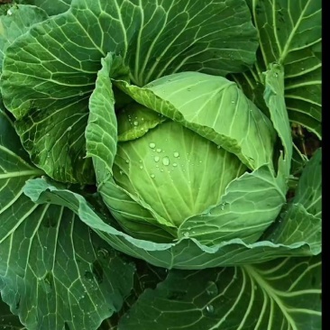 漂亮的甘蓝包菜，个头大，欢迎老板订购