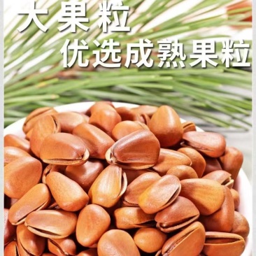 东北松950颗粒大量现货，承接各大平台一件代发，欢迎实地考察