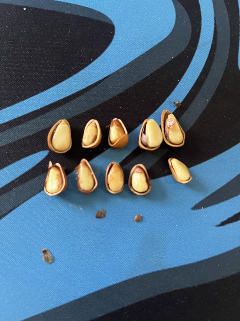 东北松950颗粒大量现货，承接各大平台一件代发，欢迎实地考察