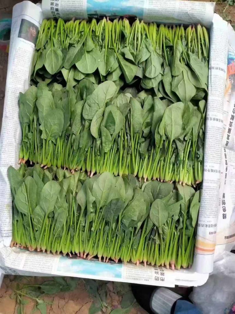 精品菠菜双排和三排有需要的都可以联系