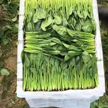 精品菠菜双排和三排有需要的都可以联系