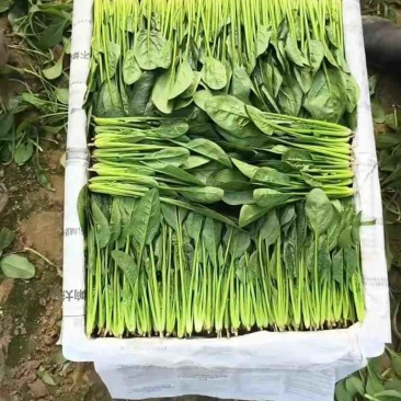 精品菠菜双排和三排有需要的都可以联系