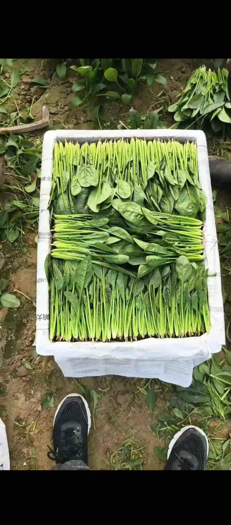 精品菠菜双排和三排有需要的都可以联系