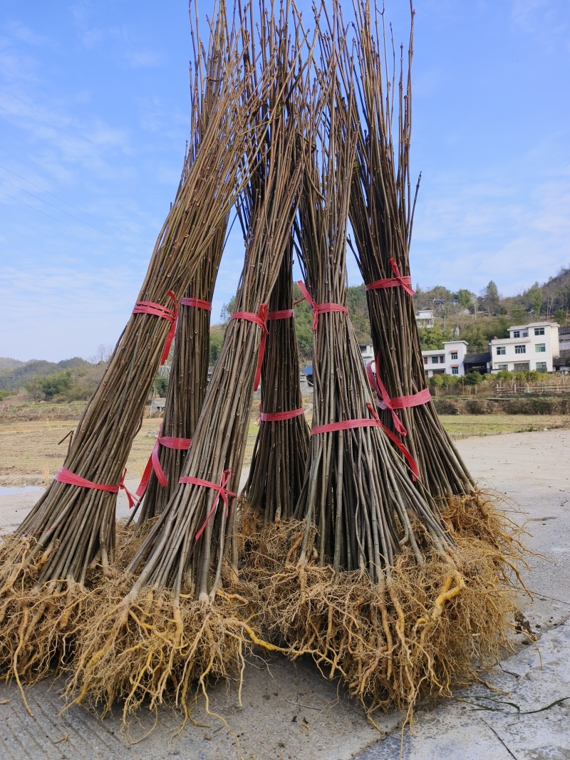 厚皮川黄柏苗