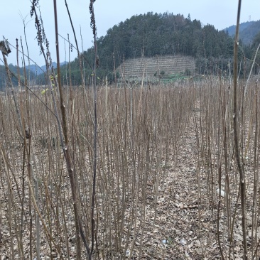 厚皮川黄柏苗