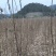 厚皮川黄柏苗