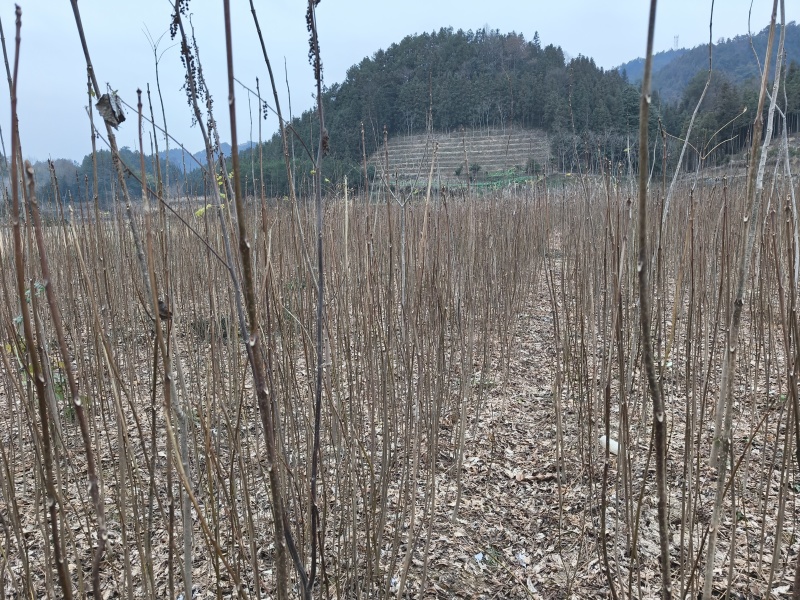 厚皮川黄柏苗