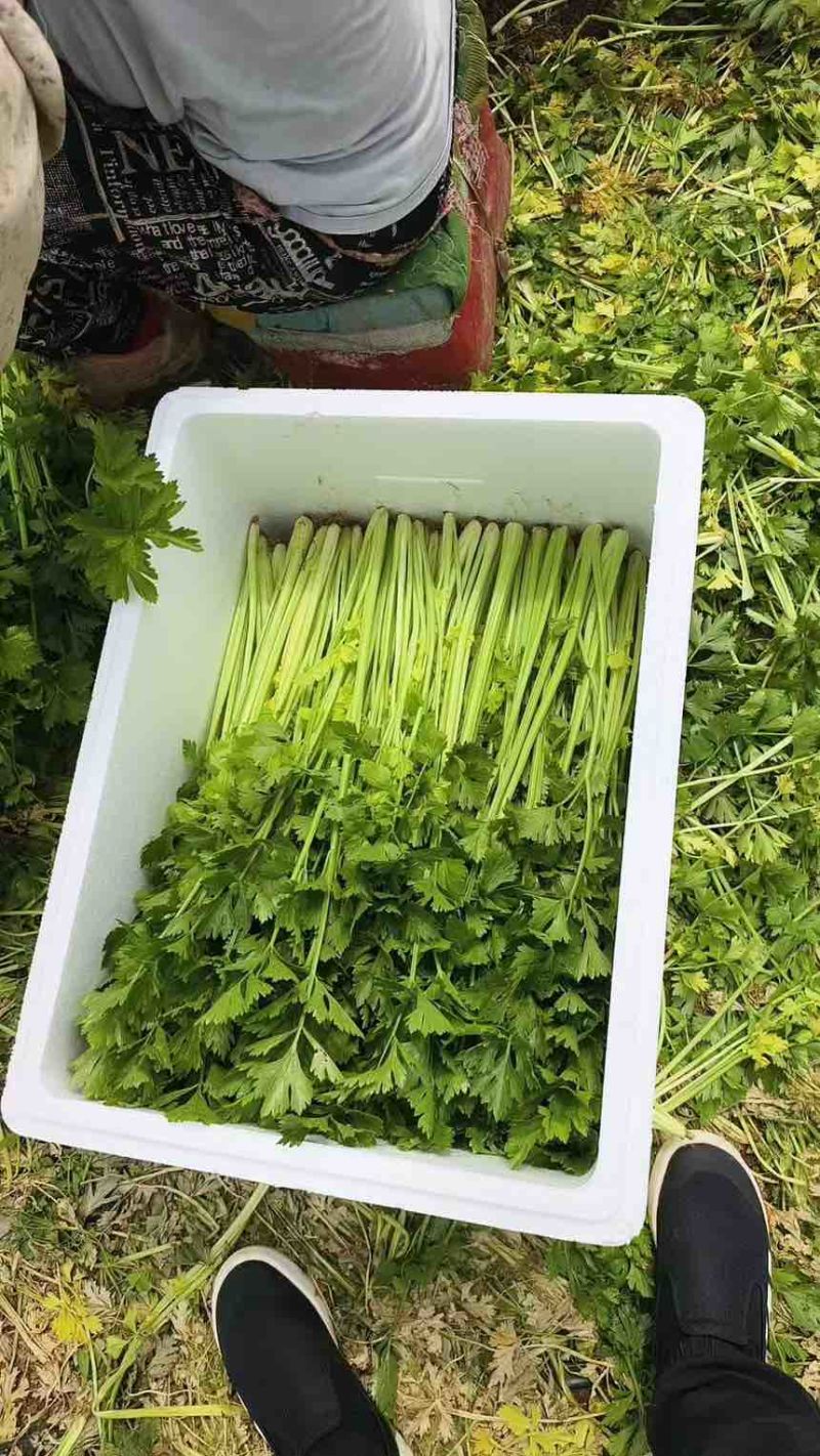 精品香芹有需要的可以联系长期合作电话详聊