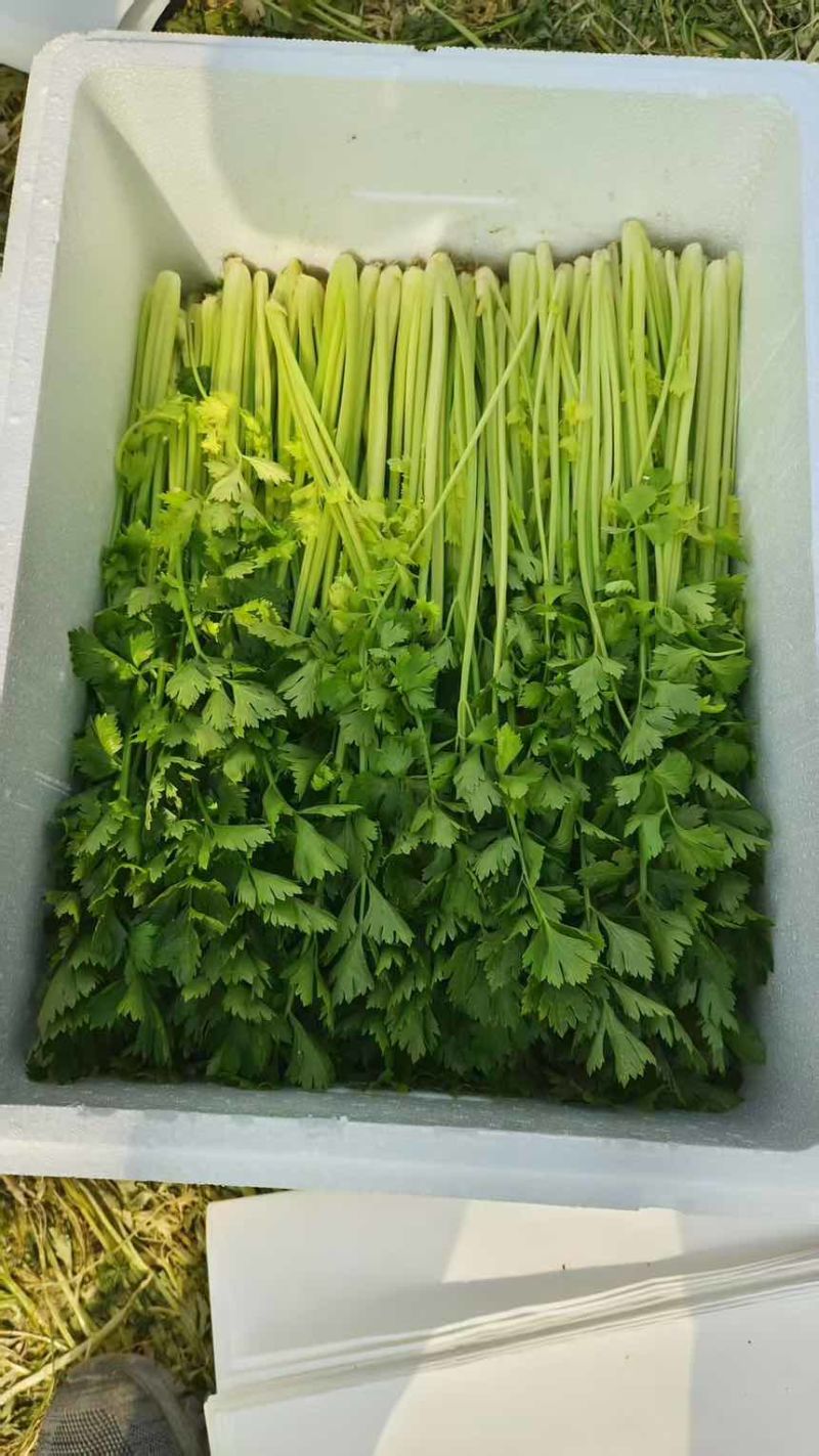 精品香芹有需要的可以联系长期合作电话详聊