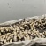 莲藕，五十亩