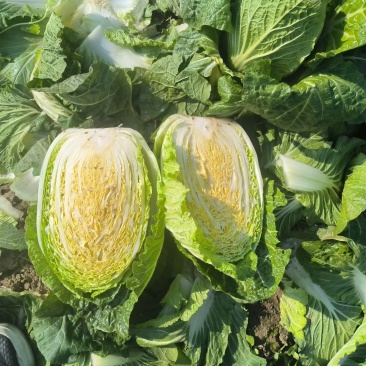 黄心大白菜