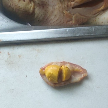 鸡宝
