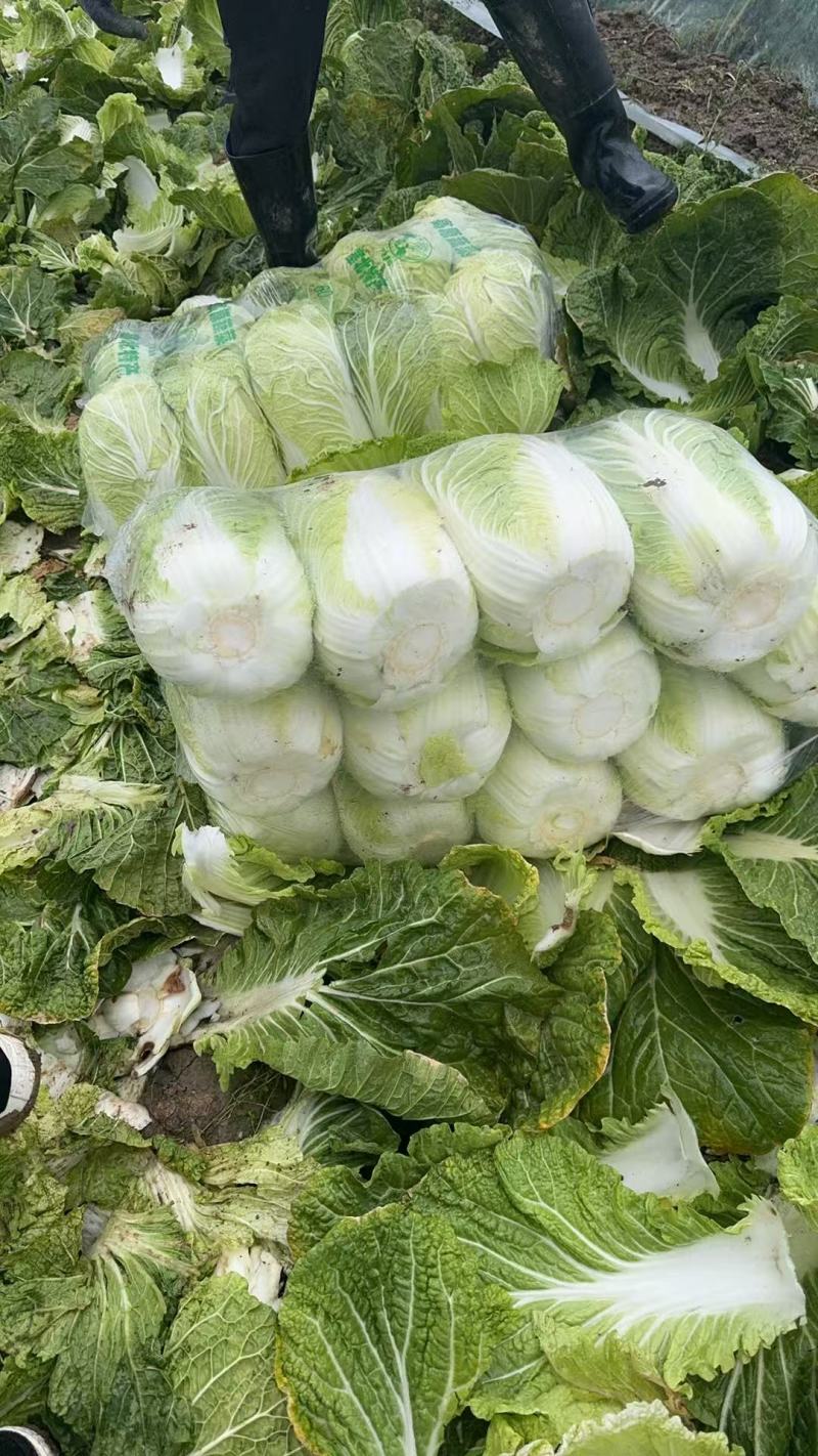 黄心大白菜