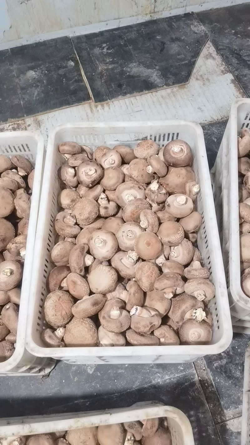 鲜香菇出售