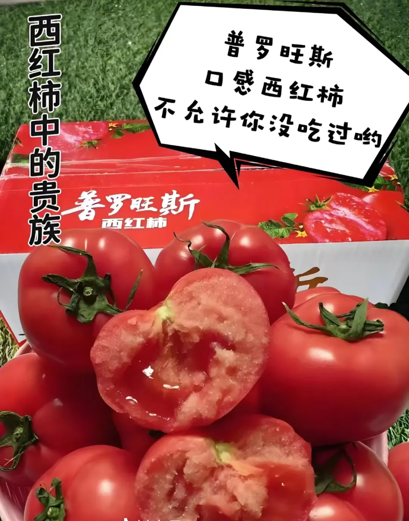 泾阳普罗旺斯西红柿