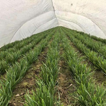 头刀红根苔韭，大量现货需要联系