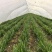 头刀红根苔韭，大量现货需要联系
