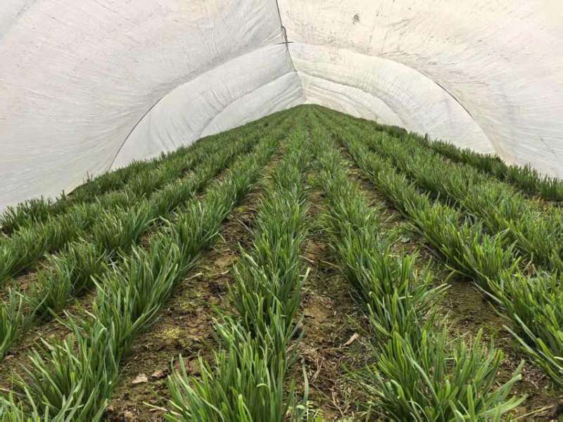 头刀红根苔韭，大量现货需要联系