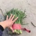 头刀红根苔韭，大量现货需要联系