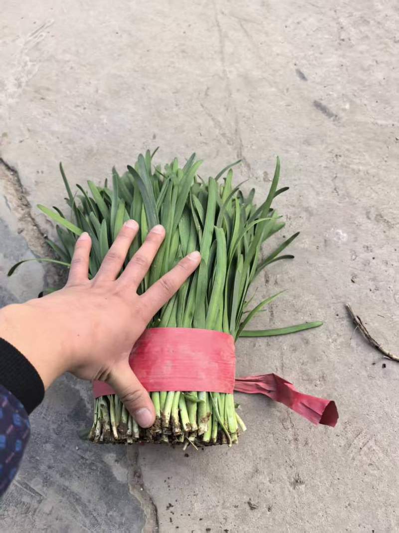 头刀红根苔韭，大量现货需要联系