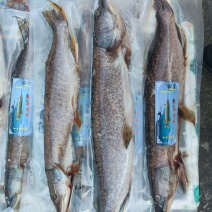 新疆阿勒泰地区福海县黑鱼
