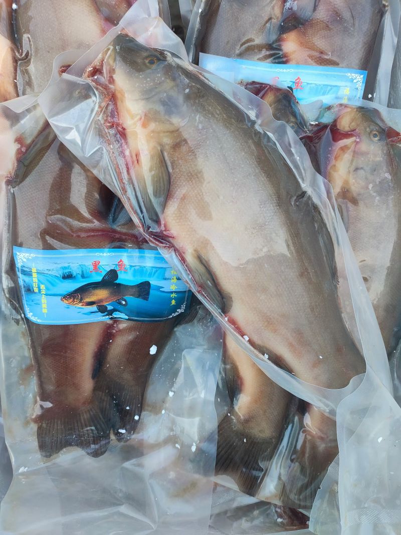 新疆阿勒泰地区福海县黑鱼
