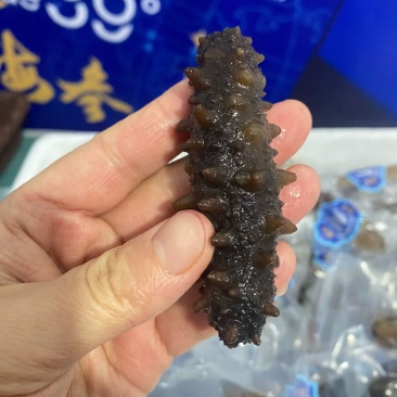 即食海参10头