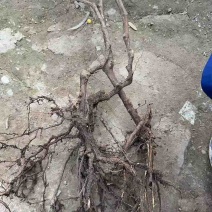巨峰3苗特级苗