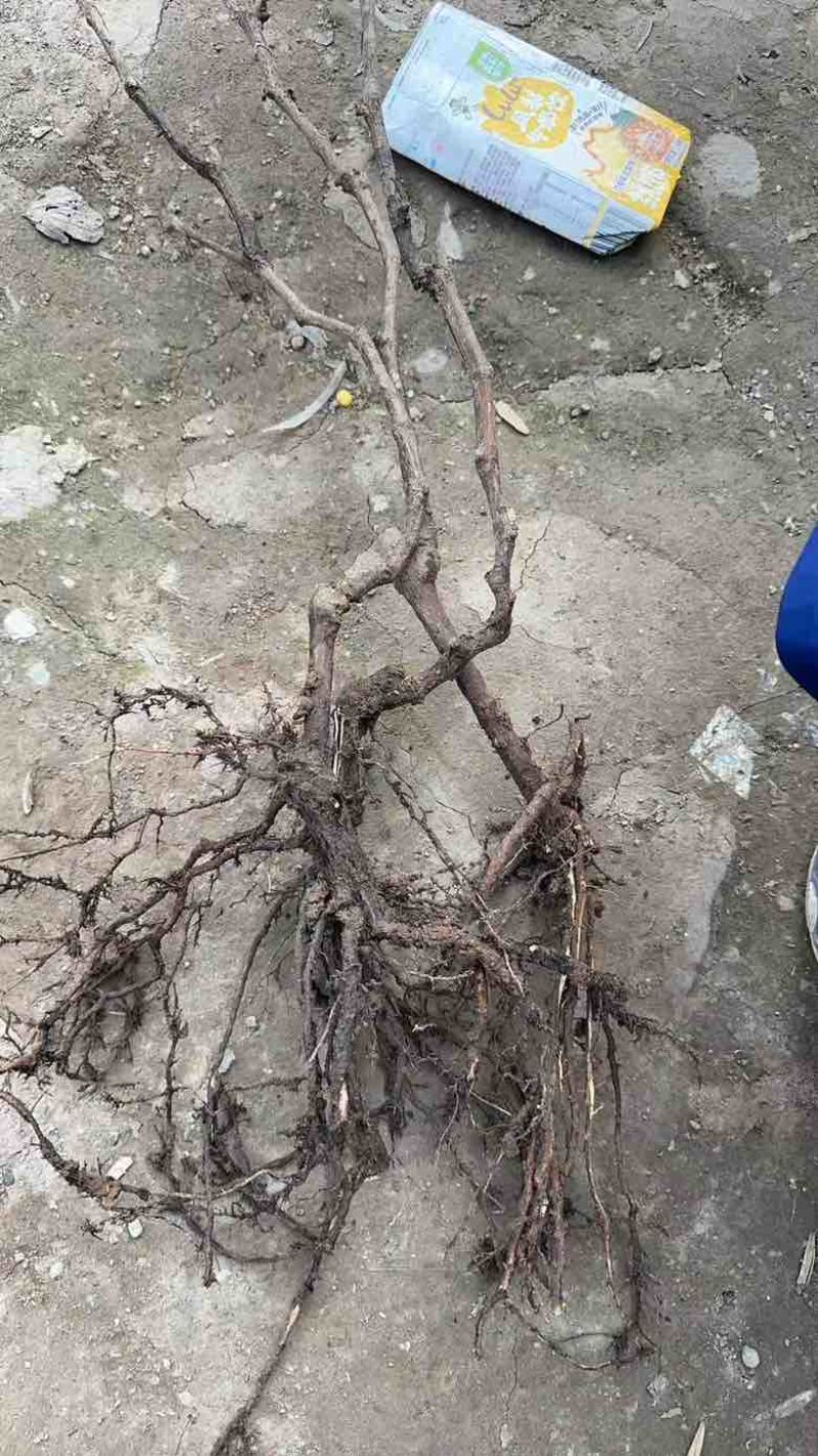 巨峰3苗特级苗