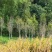 沉香树