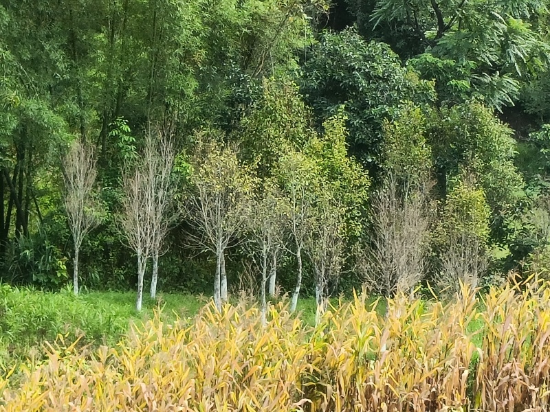 沉香树