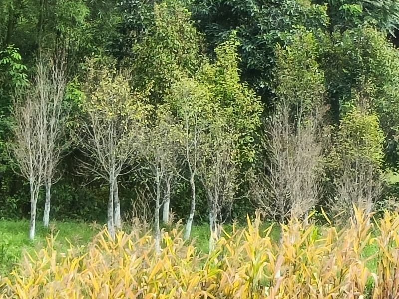 沉香树