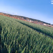 泸西基地大户种植小香葱—无蓝矾