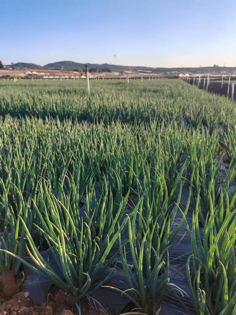 泸西基地大户种植小香葱—无蓝矾