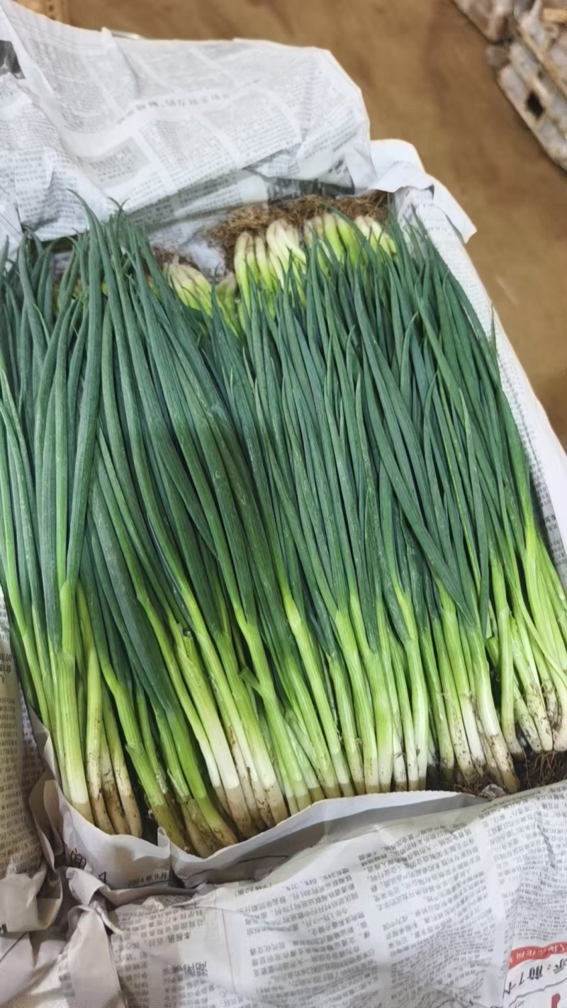 泸西基地大户种植小香葱—无蓝矾