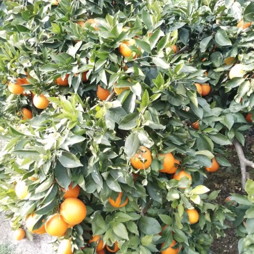 奉节脐橙