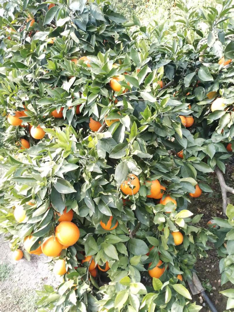 奉节脐橙