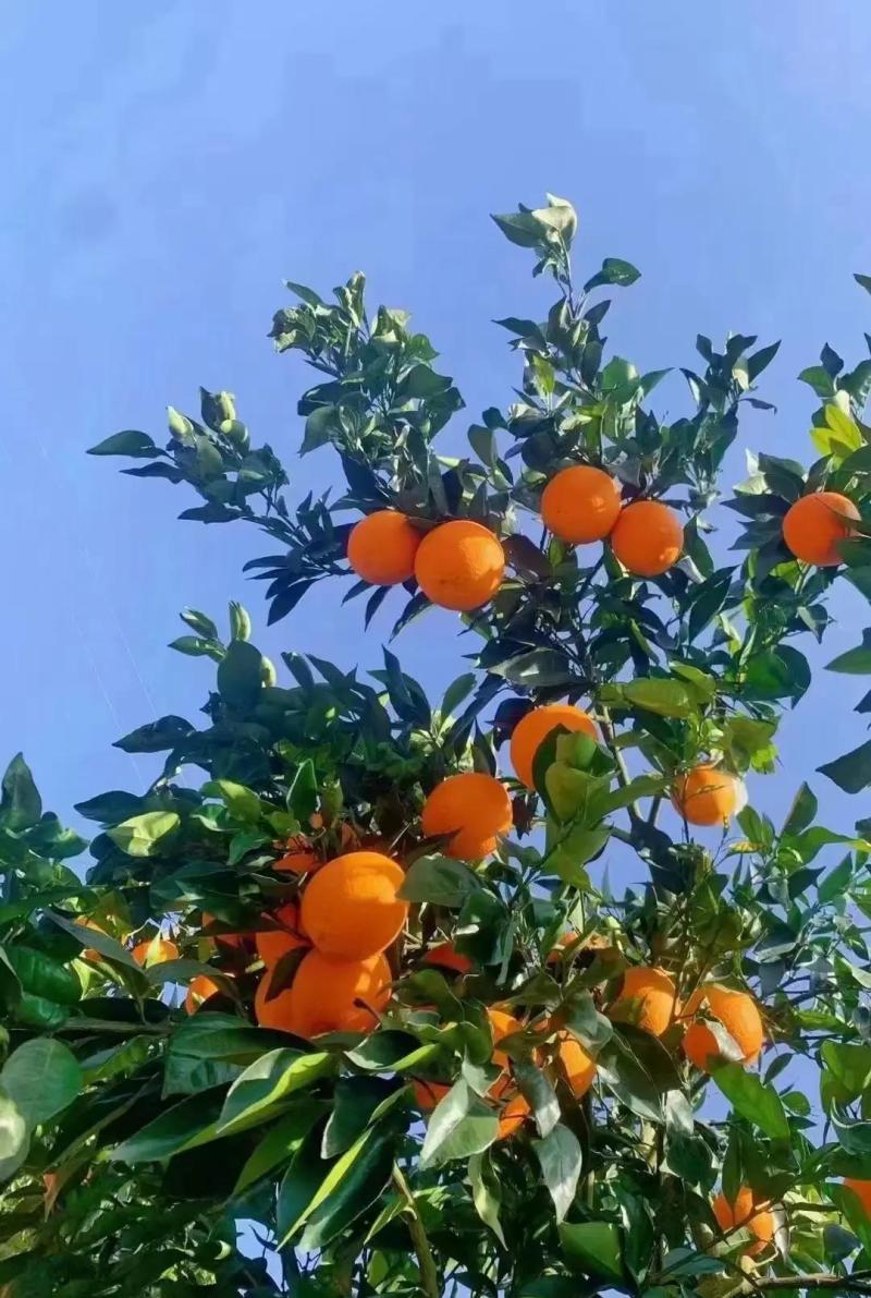 奉节脐橙