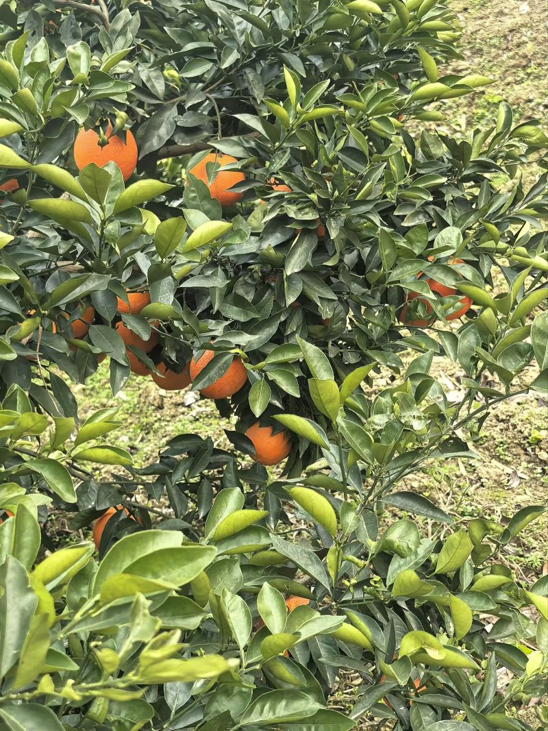 奉节脐橙