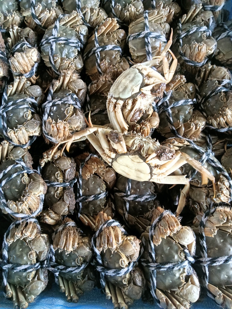 江苏精品大闸蟹