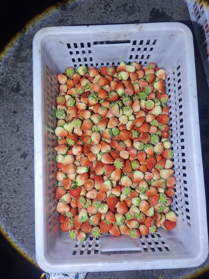 大量红颜草莓，通货大量供应