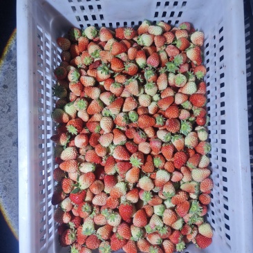 大量红颜草莓，通货大量供应