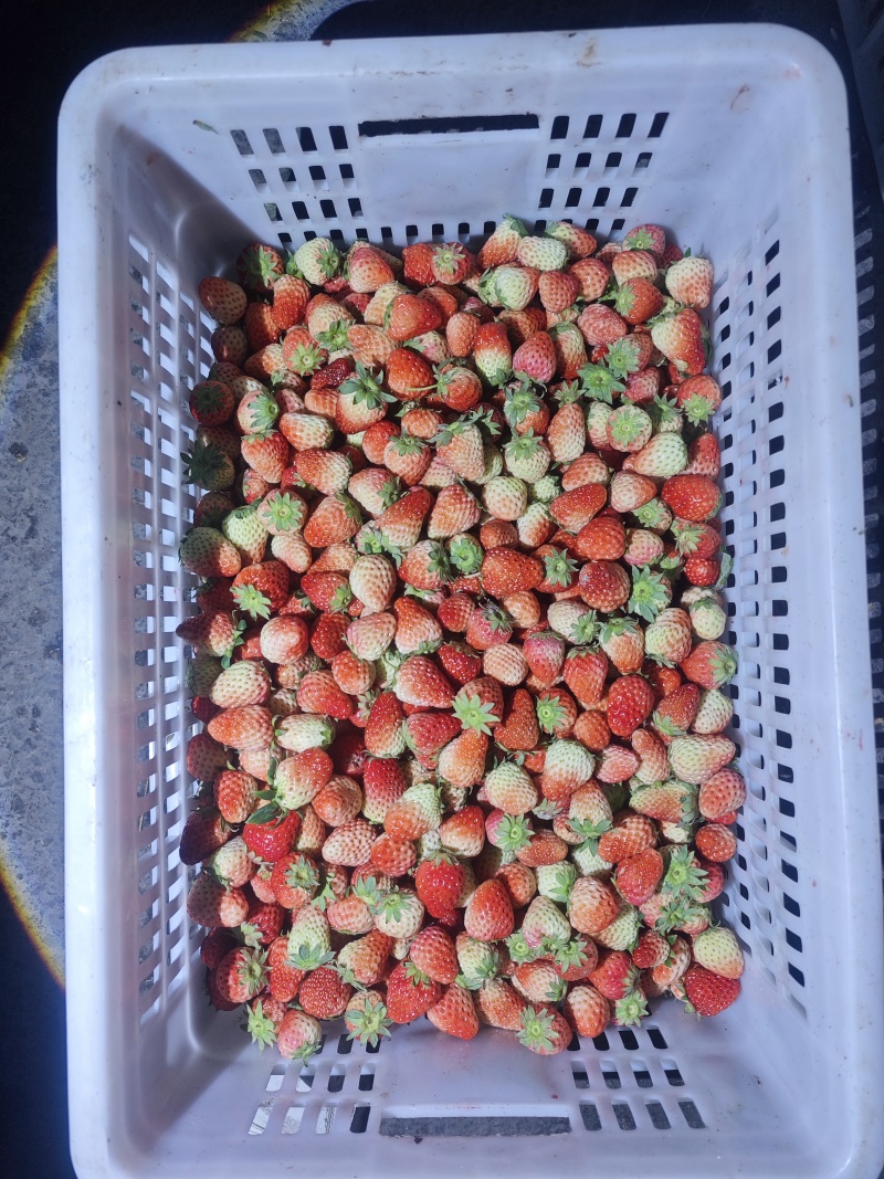 大量红颜草莓，通货大量供应