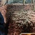 红心流油烟薯25已糖化产地直发货源稳定价格便宜