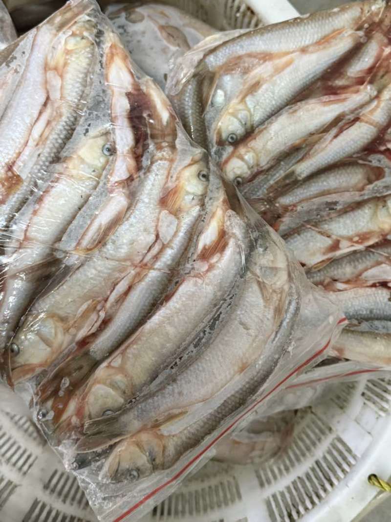 马口鱼大小规格都有货量大有需要可以直接联系