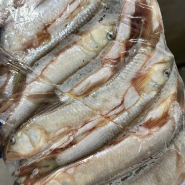 马口鱼大小规格都有货量大有需要可以直接联系