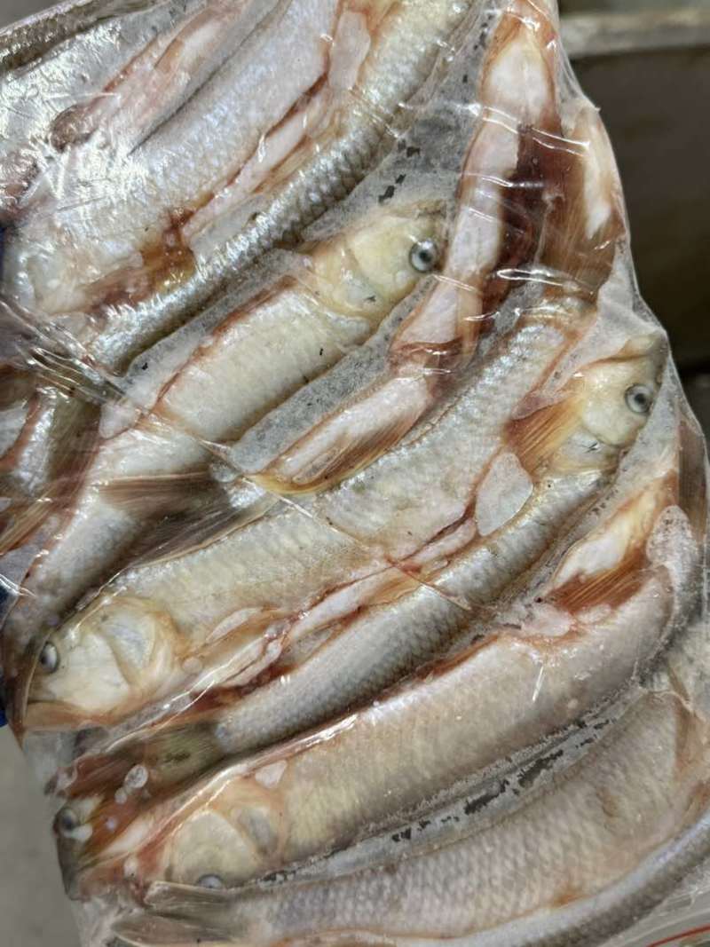 马口鱼大小规格都有货量大有需要可以直接联系