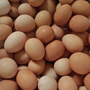 青龙溜达鸡🥚蛋